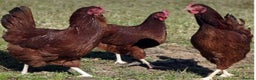 Chickens poultry for sale: Rhode Island Red Chick - Advert 1