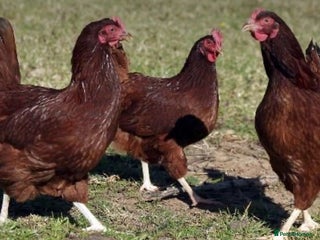 Chickens poultry - Advert 3