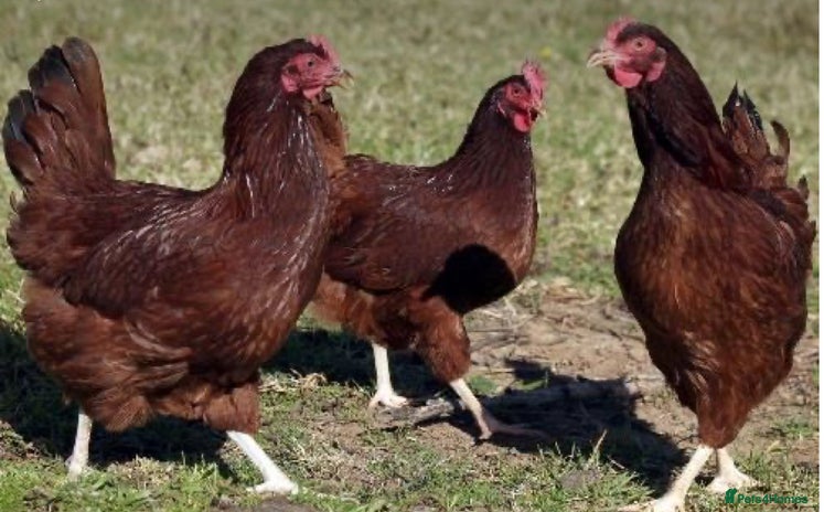 Chickens poultry - Advert 2