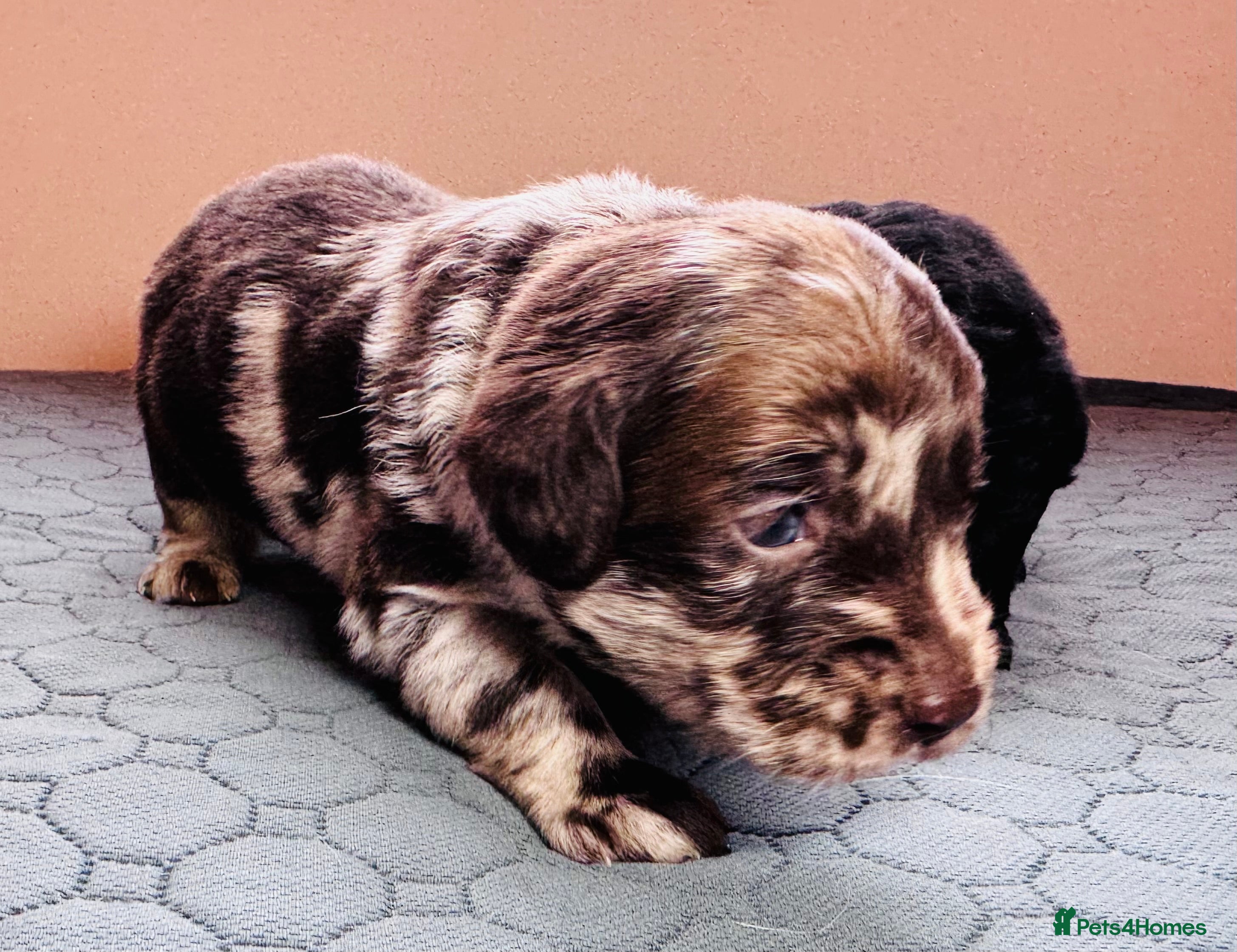 Labradoodle dogs Chocolate & chocolate Merle Miniature Labradoodles - Advert 1