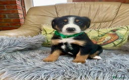 Bernese Mountain Dog dogs for sale: Beutiful boys and girl - Image 8