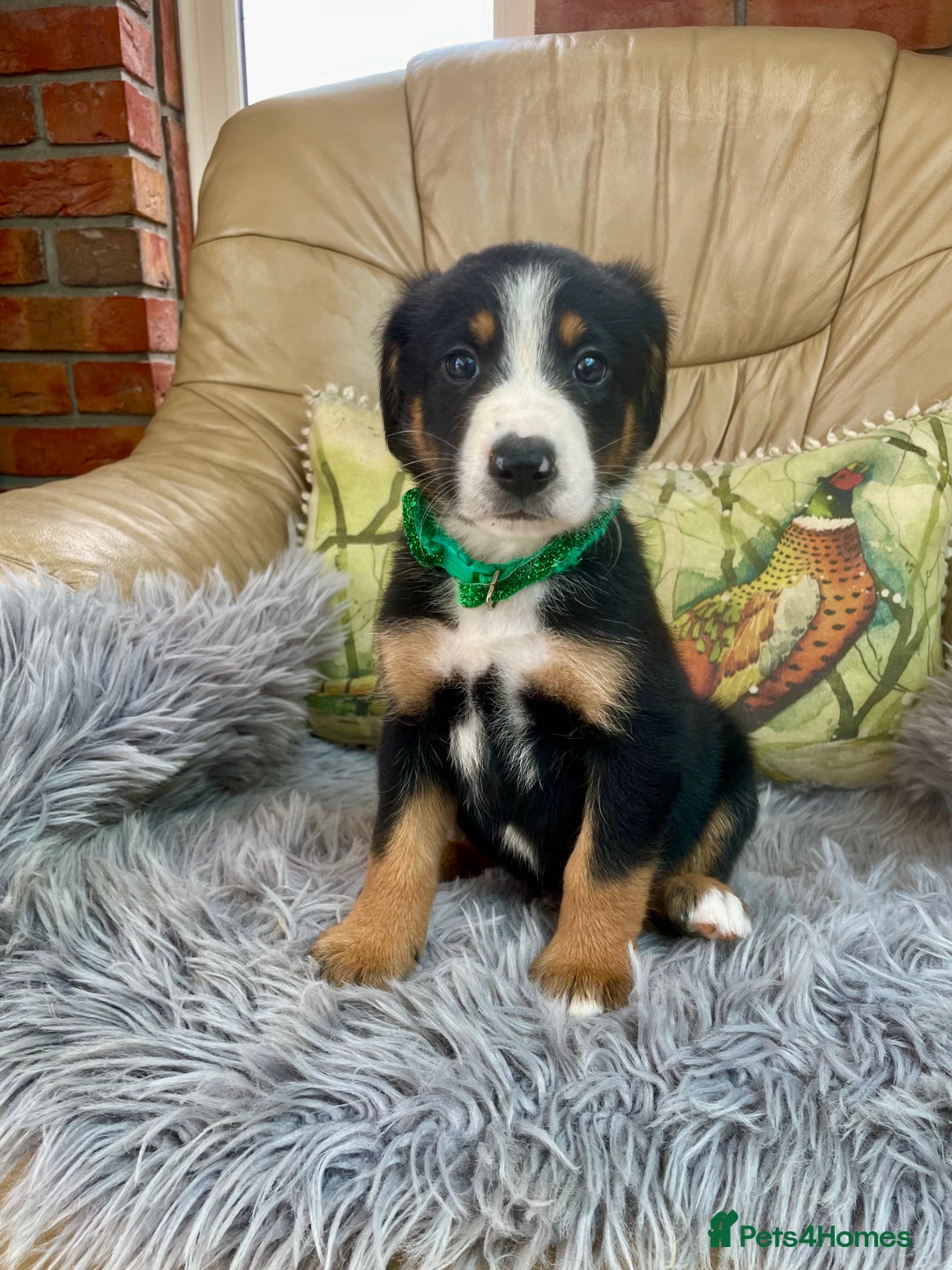 Bernese Mountain Dog dogs for sale: Beutiful boys and girl - Image 8
