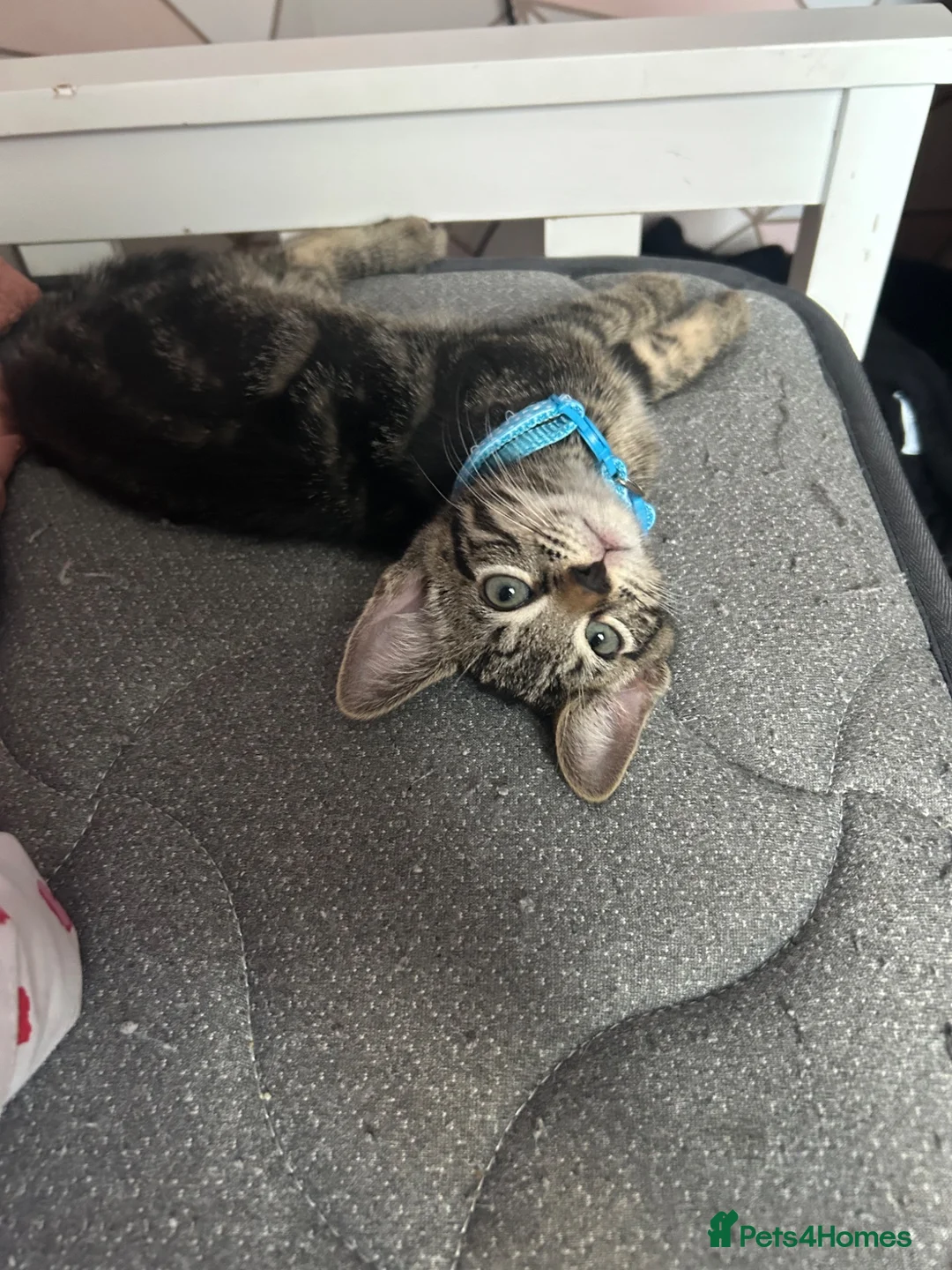 Mixed Breed cats for sale: Beautiful kitten ready to leave ASAP - Advert 2