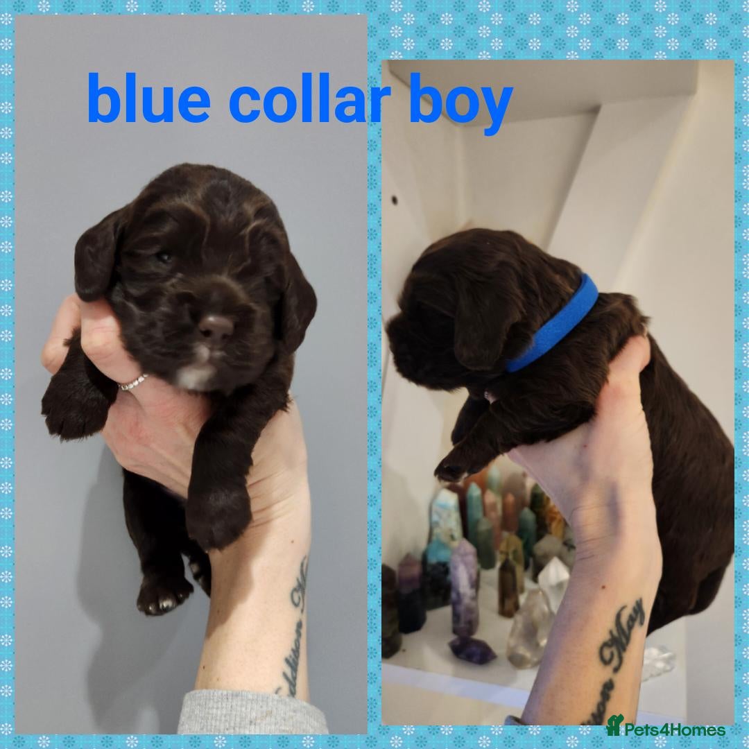 Cocker Spaniel dogs Stunning KC working cocker spaniel puppies  - Advert 8