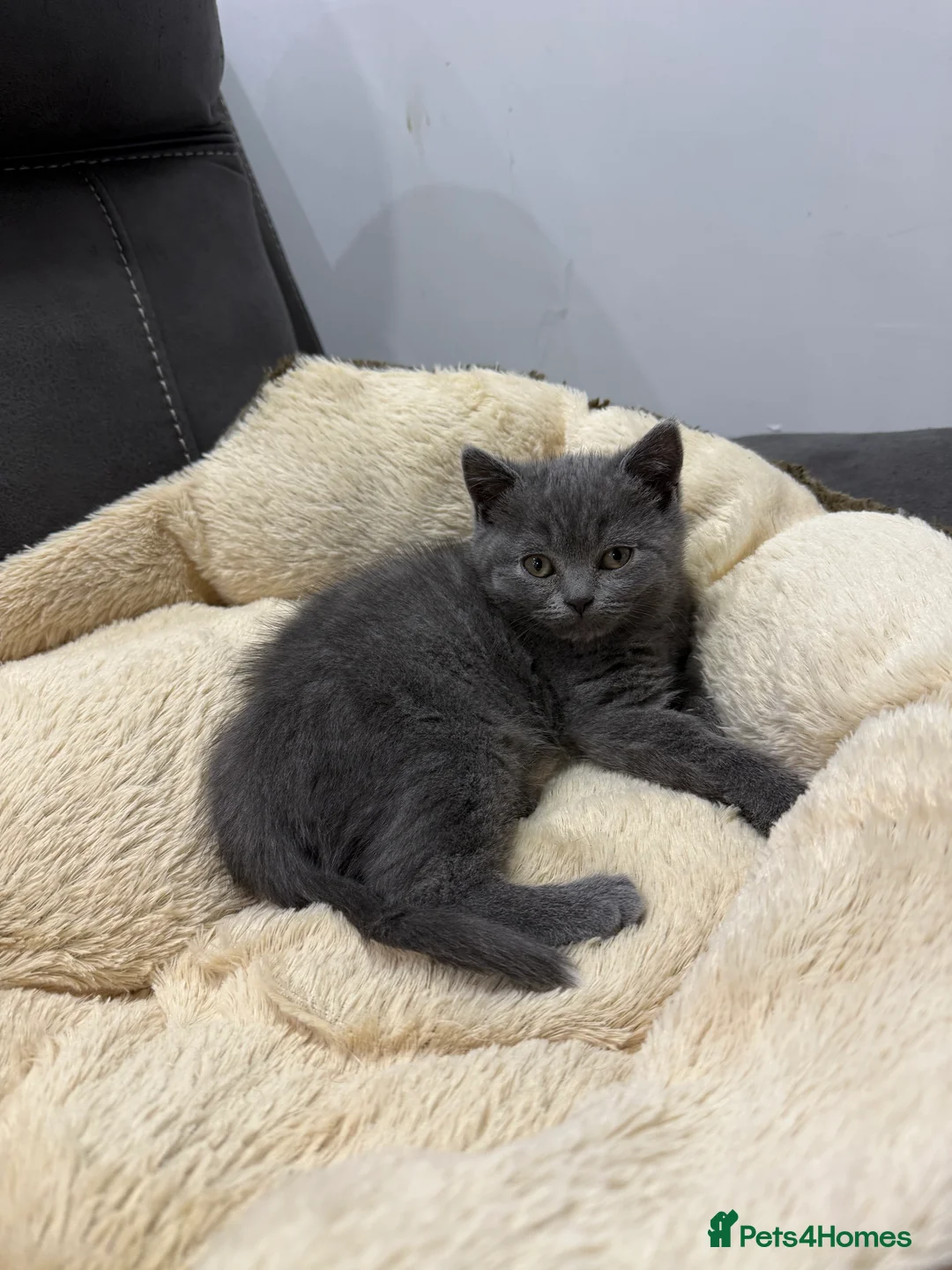 British Shorthair cats for sale: British shorthair kittens available”Ready now” - Advert 6