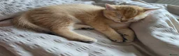British Shorthair cats for sale: Black Golden Shaded British Shorthair Kittens - Advert 13