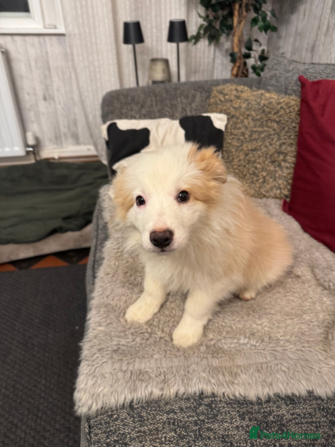 Border Collie dogs for sale: Pure Bred Border Collie Puppies For Sale - Advert 1