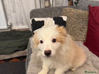 Border Collie dogs Pure Bred Border Collie Puppies For Sale - Advert 1