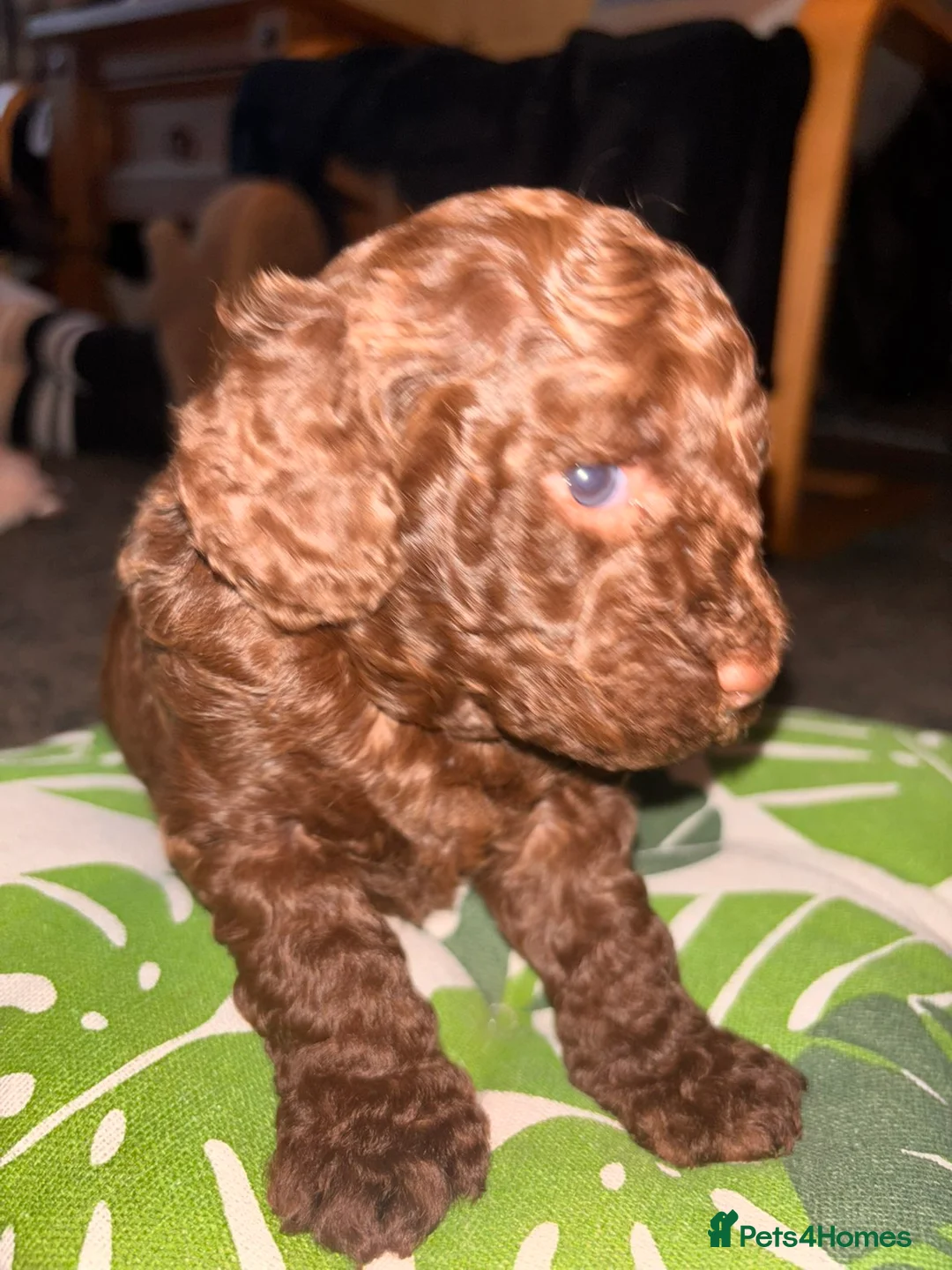 Cockapoo dogs for sale: Beautiful Cockapoo puppies F1b in Bilston - Advert 2