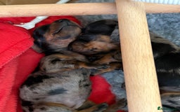 Miniature Dachshund dogs for sale: Beautiful Home Reared KC Reg Mini Daschunds - Image 18