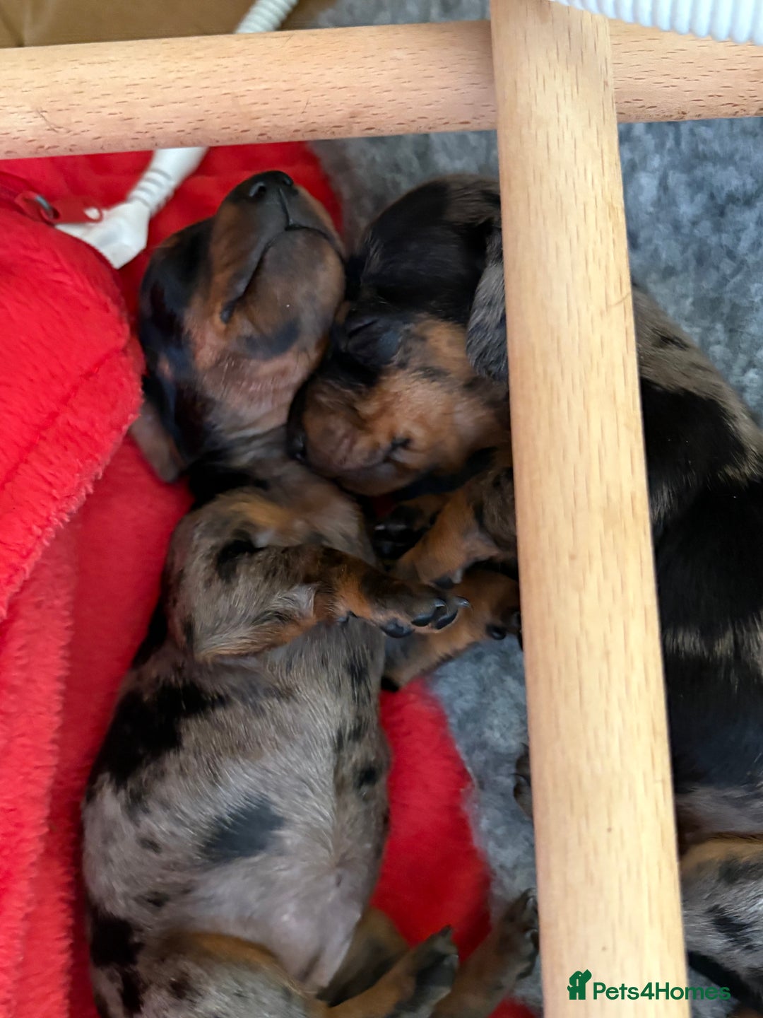 Miniature Dachshund dogs for sale: Beautiful Home Reared KC Reg Mini Daschunds - Image 18