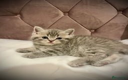 Scottish Fold cats for sale: Selling Adorable Scottish Fold & Straight Kittens - Image 15