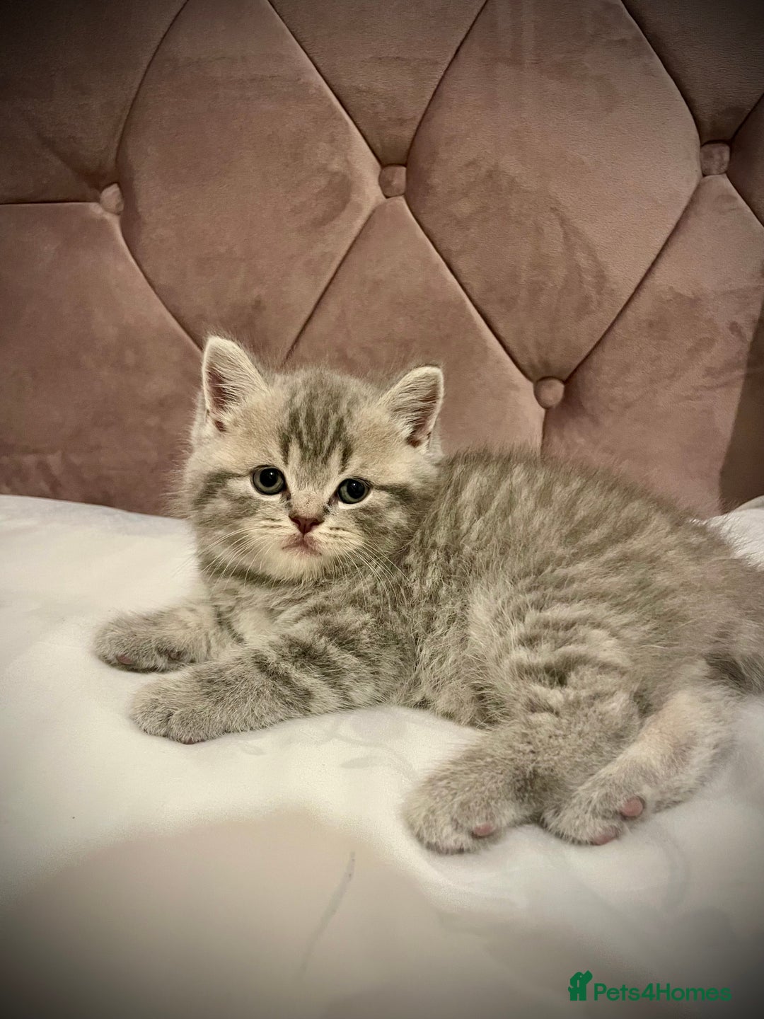 Scottish Fold cats for sale: Selling Adorable Scottish Fold & Straight Kittens - Image 15