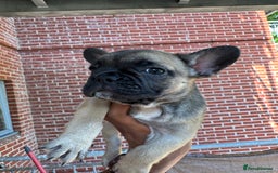 French Bulldog dogs for sale: Fluffy Gene Carrying Frenchies - Image 19