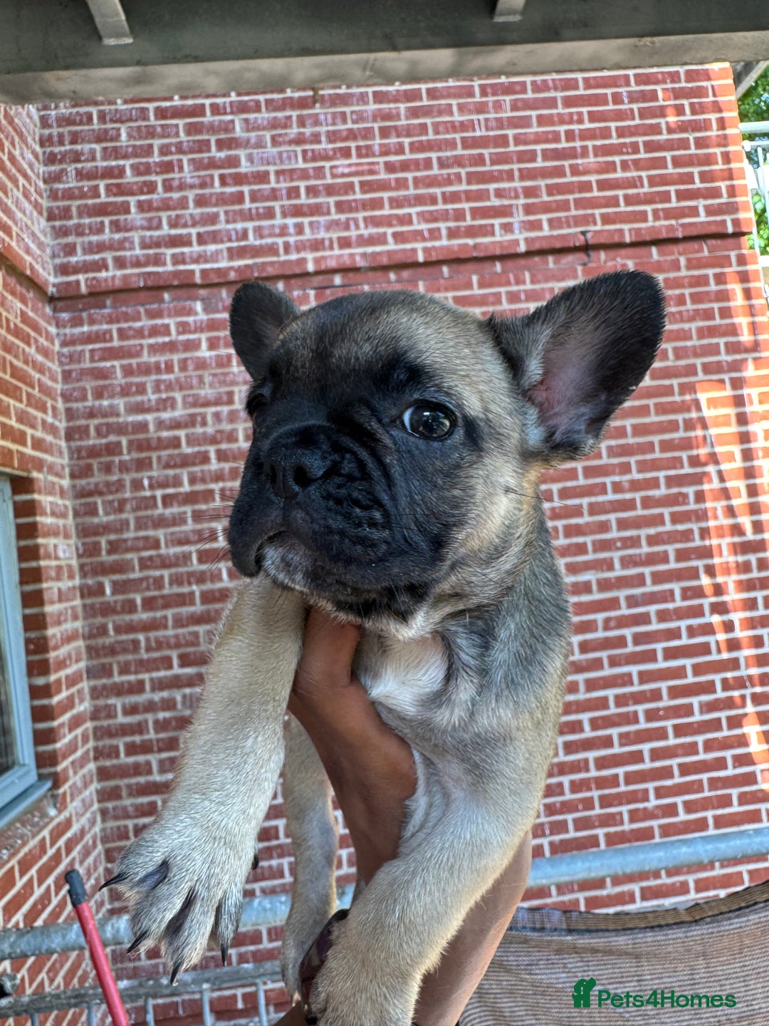 French Bulldog dogs for sale: Fluffy Gene Carrying Frenchies - Image 19