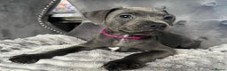 Staffordshire Bull Terrier dogs for sale: Kc blue staffordshire bull terrier puppies - Advert 6