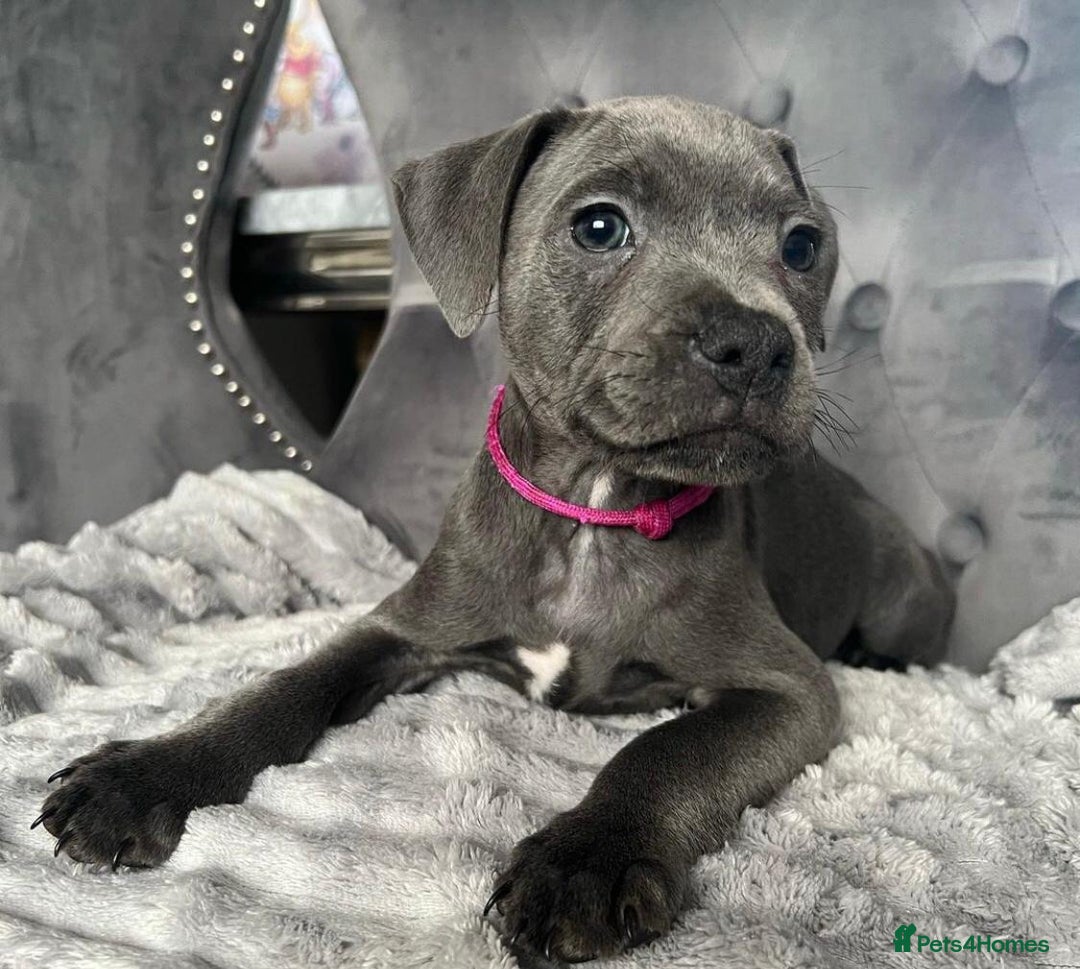 Staffordshire Bull Terrier dogs for sale: Kc blue staffordshire bull terrier puppies - Advert 6