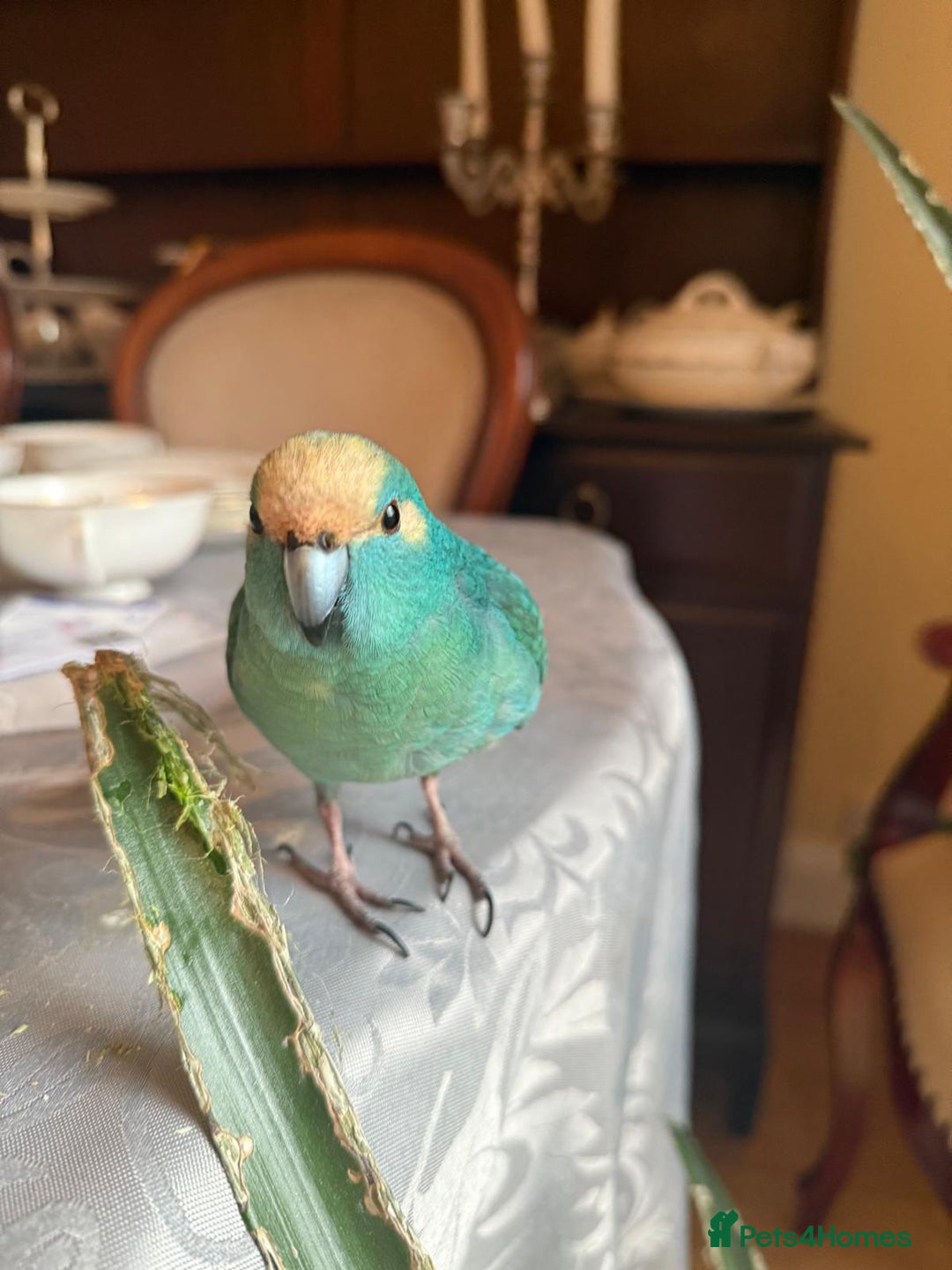 Parakeets birds for sale: Hand reared male talking Kakariki  - Advert 2