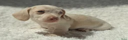 Miniature Dachshund dogs for sale: KC STUNNING COLOURED BLUE EYED SMOOTH & LONG COATS - Advert 11