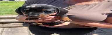 Miniature Dachshund Puppy 4