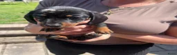 Miniature Dachshund dogs for sale: MAGNIFICENT DACHSHUND PUPPIES - Advert 5