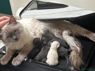 Perdoll cats FLUFFY PERDOLL KITTENS - Advert 3