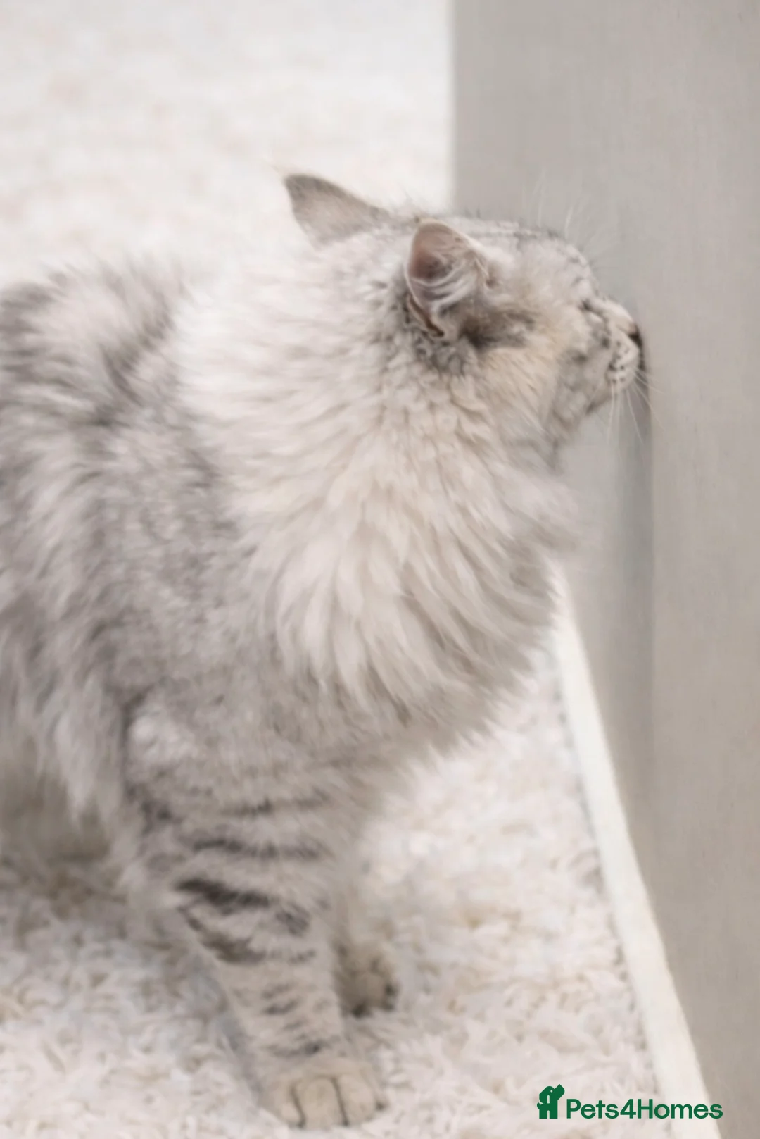 Maine Coon cats for stud: Several stud boys available  - Advert 8