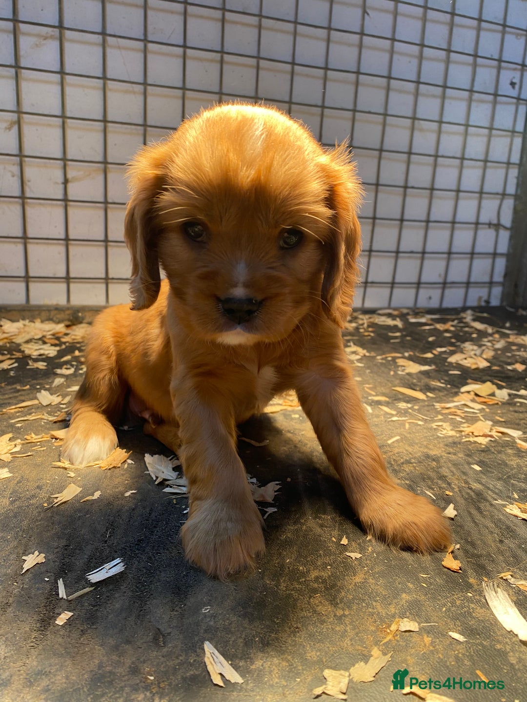 Cavalier King Charles Spaniel dogs for sale: 🐶🐶 Beautiful Cavalier King Charles Spaniel pupps - Advert 21