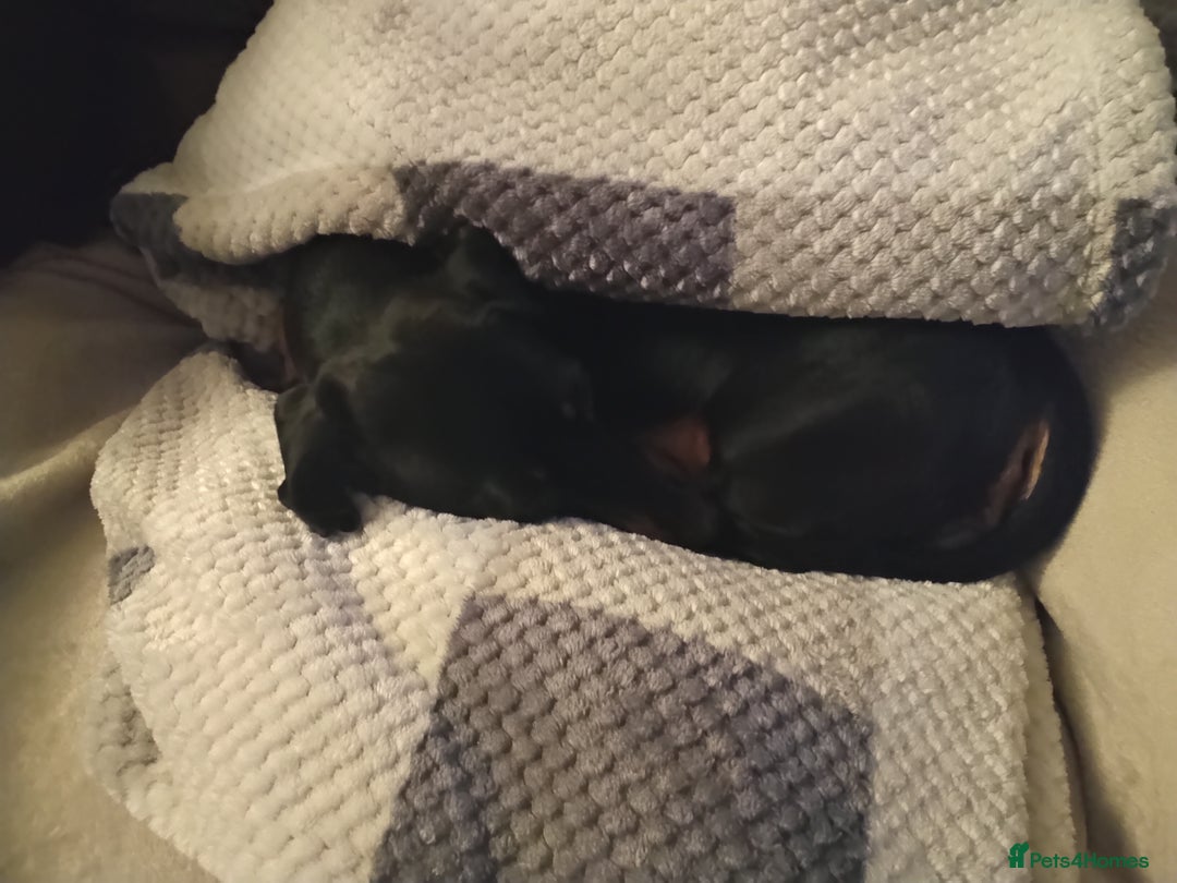Miniature Dachshund dogs for sale: Miniature dachshund puppies - Image 4