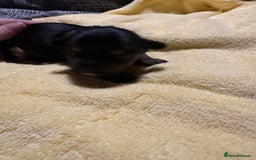 Mixed Breed dogs for sale: Dachshund x Chorkie - Image 7