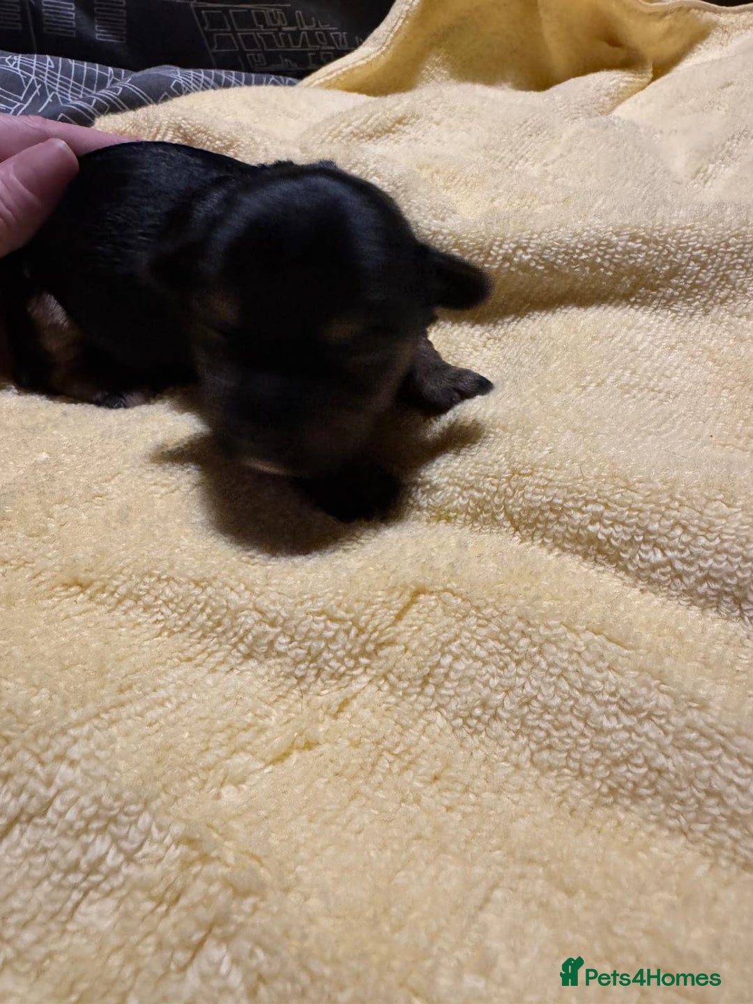 Mixed Breed dogs for sale: Dachshund x Chorkie - Image 7