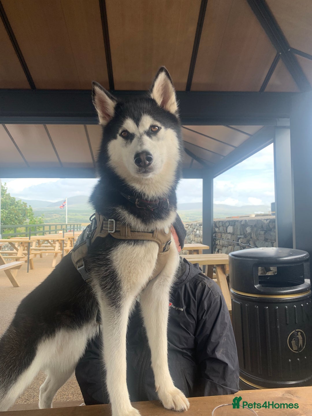 Siberian Husky dogs for sale: Beautiful husky  - Image 16