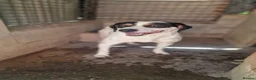 Mixed Breed dogs for adoption: Curro in Alfreton - Advert 6