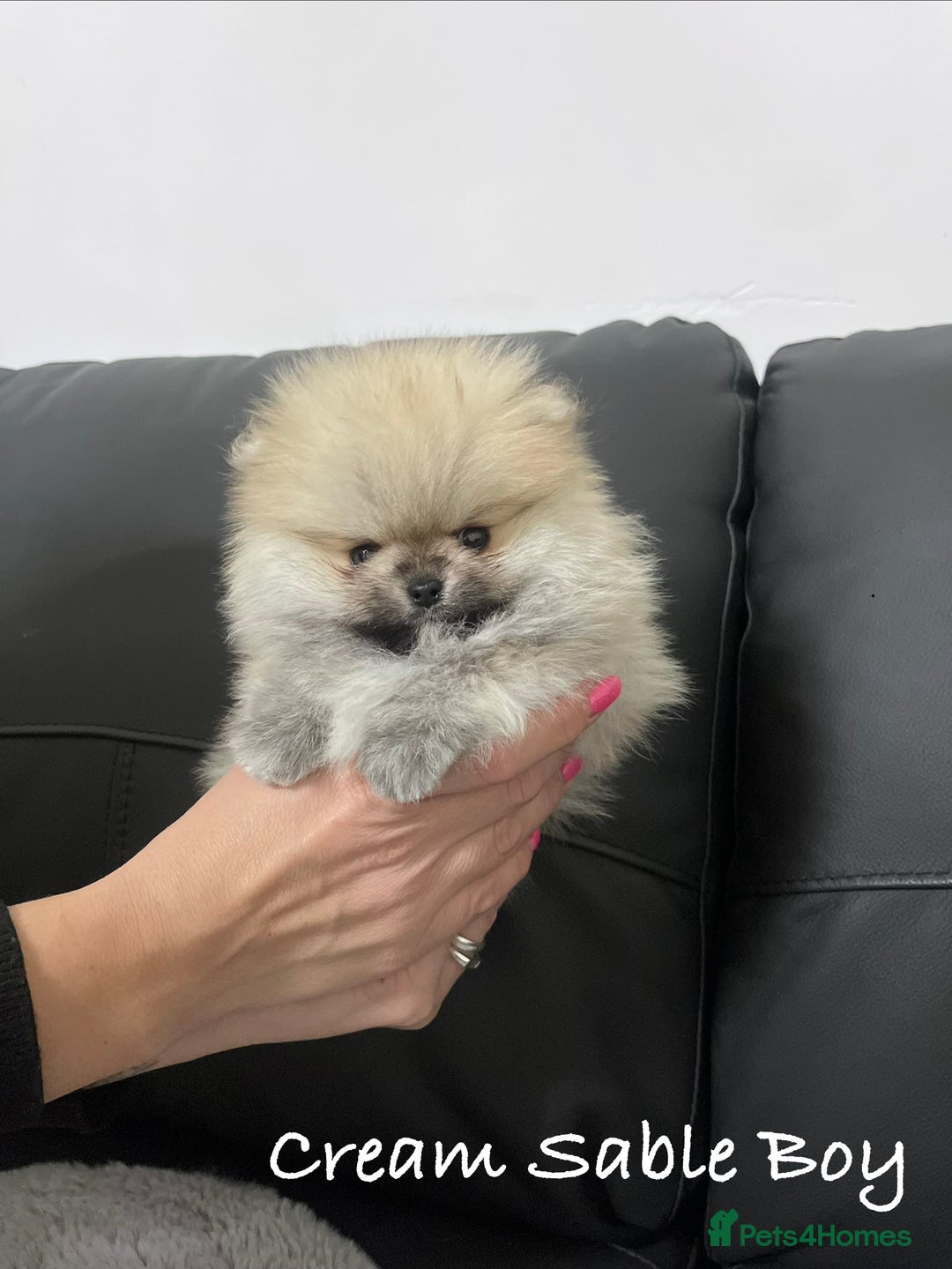 Pomeranian dogs for sale: 🔥Stunning 🐻Real Teddy Face🏆Quality  - Advert 5