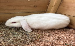 Mini Lop rabbits for sale: Mini lop babies - Image 2