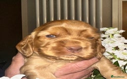Cocker Spaniel dogs for sale: Stunning Show Cocker Spaniel Puppies - Image 7