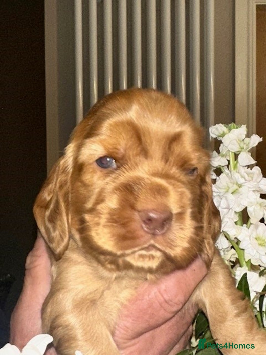 Cocker Spaniel dogs for sale: Stunning Show Cocker Spaniel Puppies - Image 7