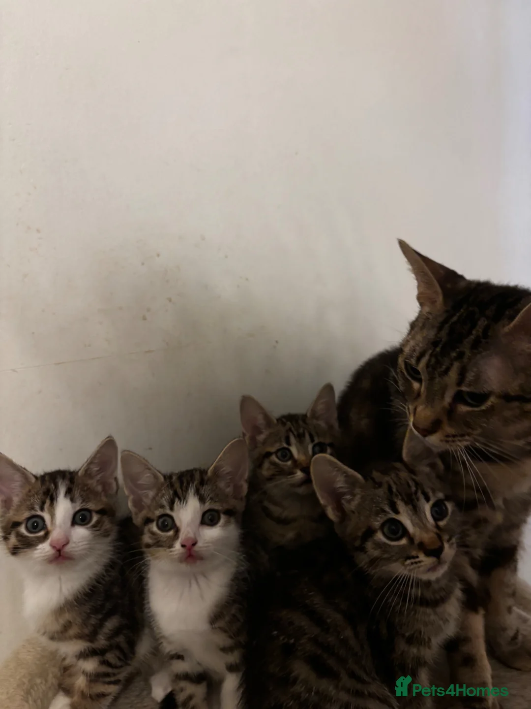 Mixed Breed cats for sale: Kittens for sale asap - Advert 22