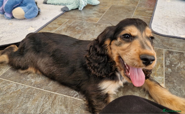 Cocker Spaniel dogs - Advert 3