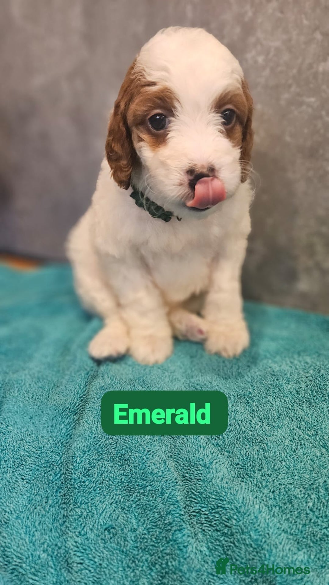 Irish Doodle dogs for sale: Irish red and white doodle puppies  - Image 9