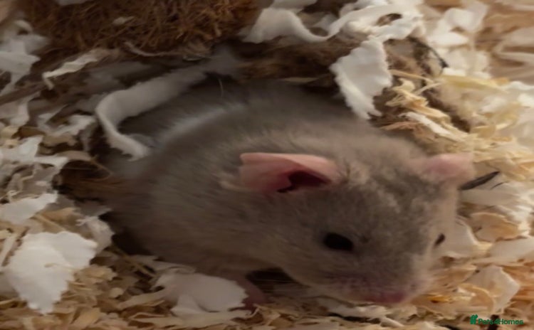 Hamster rodents Grey Syrian Hamster - Advert 4