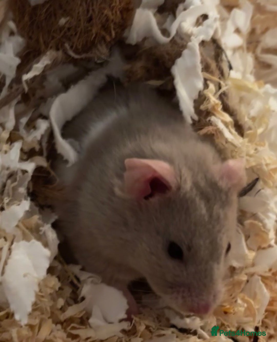 Hamster rodents for sale: Grey Syrian Hamster - Advert 1