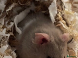 Hamster rodents Grey Syrian Hamster - Advert 2