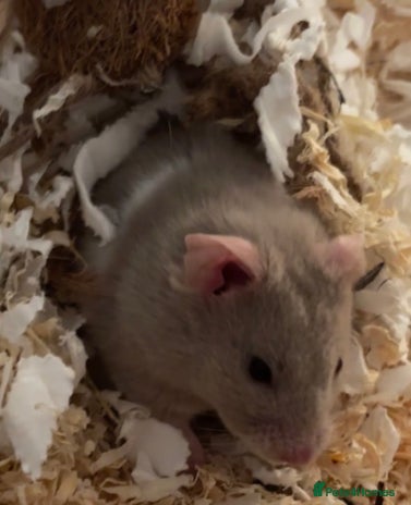 Hamster rodents Grey Syrian Hamster - Advert 1