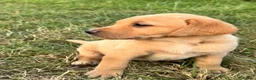Labrador Retriever dogs for sale: Exceptional KC Labrador Puppies from Working Line  - Advert 15