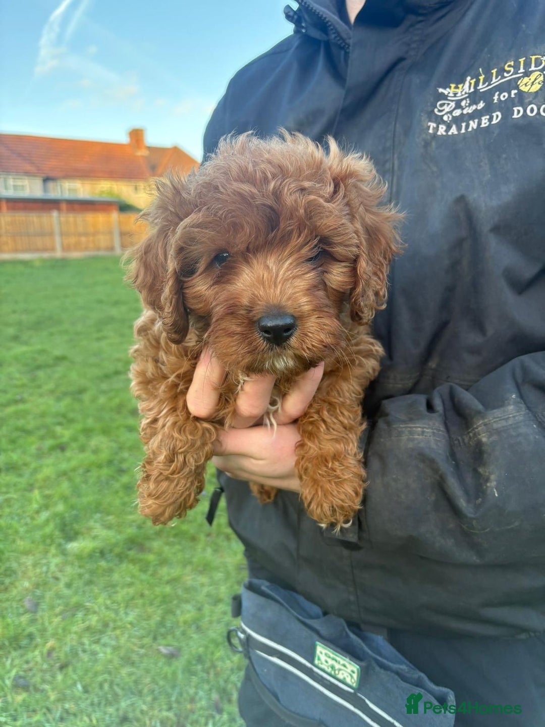 Cavapoo dogs for sale: Trained Cavapoo for sale  - Advert 2