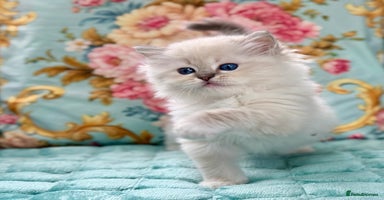 Ragdoll cats - Advert 7
