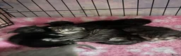 Maine Coon cats for sale: Stunning Maine coon kittens  - Advert 34