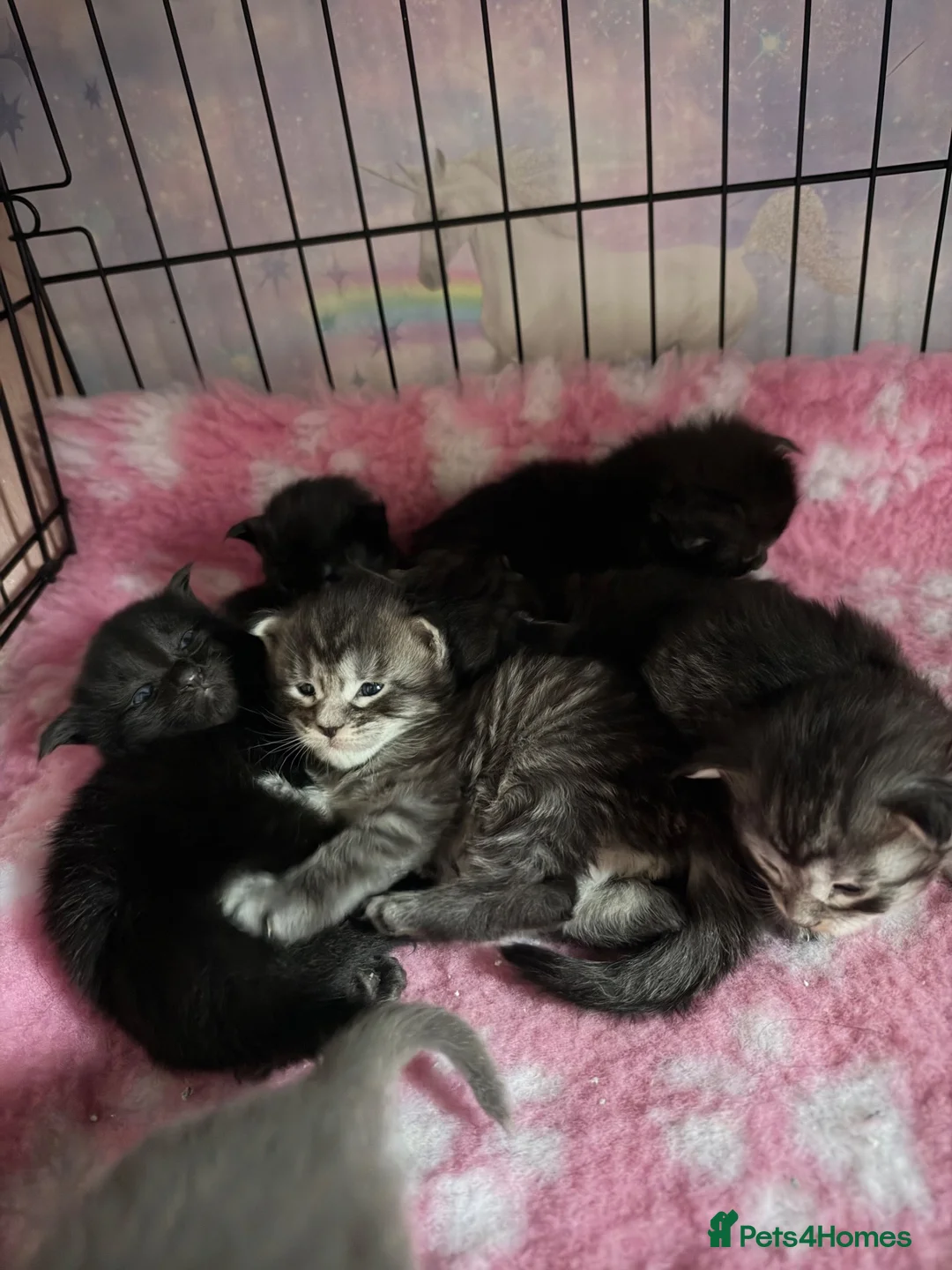 Maine Coon cats for sale: Stunning Maine coon kittens  - Advert 34