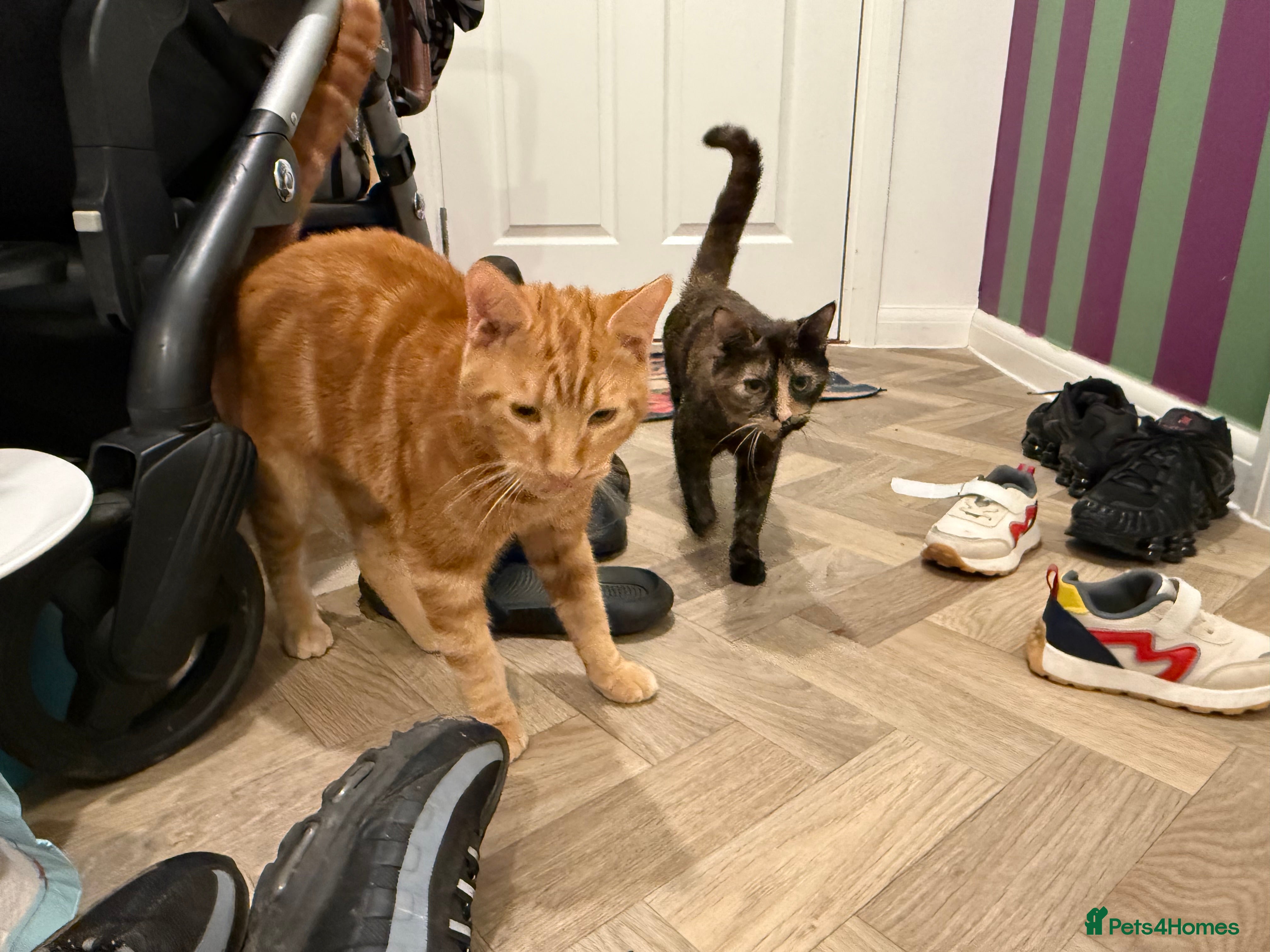 Mixed Breed cats meet Wotsit and Marmite - Advert 4